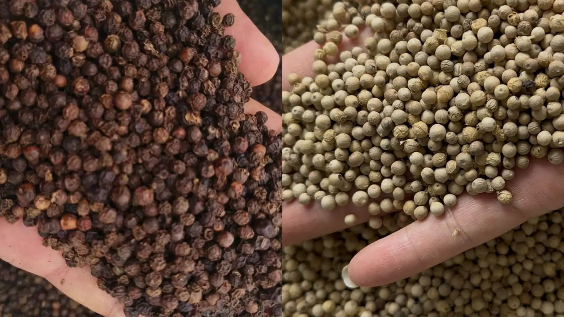 Whole black peppercorns held in one hand beside whole white peppercorns held in another