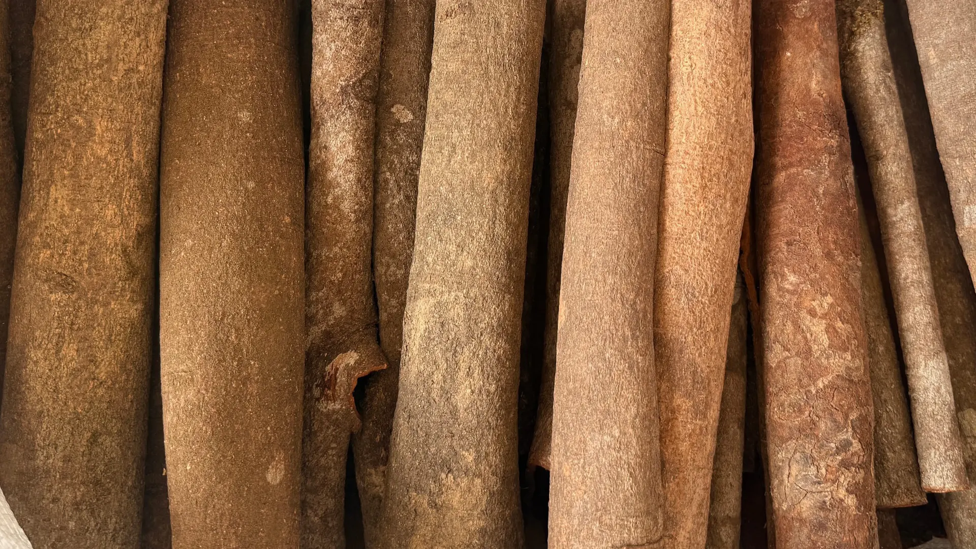 Natural long cassia bark rolls laid side by side, bulk lot