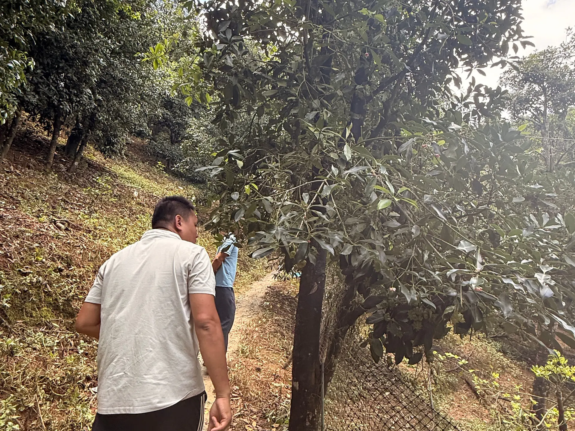 Yang Squared team working in the Guangxi star anise origin area